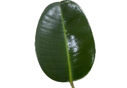 化妝品原料小百科:乙酰殼糖胺樹葉涂抹小實(shí)驗(yàn)